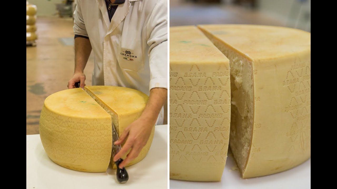 Découpe d'une meule de Grana Padano AOP